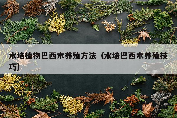 水培植物巴西木养殖方法（水培巴西木养殖技巧）