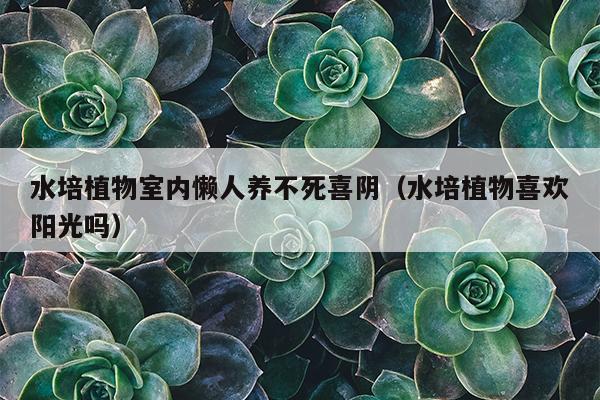 水培植物室内懒人养不死喜阴（水培植物喜欢阳光吗）