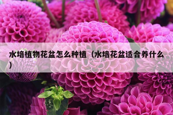 水培植物花盆怎么种植（水培花盆适合养什么）