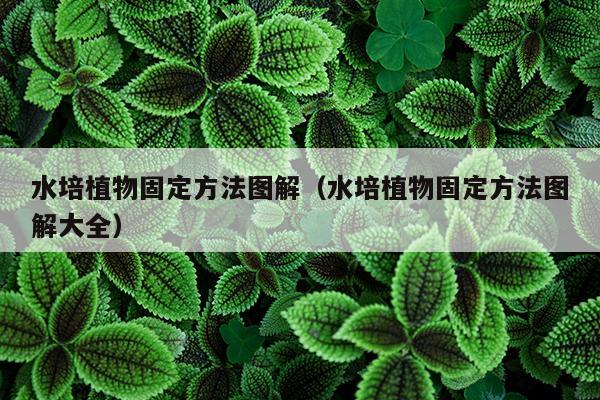 水培植物固定方法图解（水培植物固定方法图解大全）