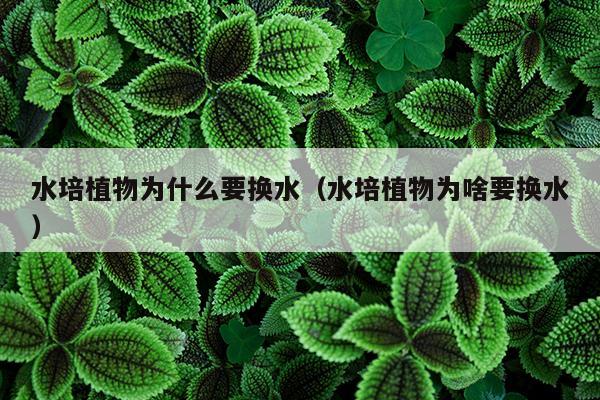 水培植物为什么要换水（水培植物为啥要换水）