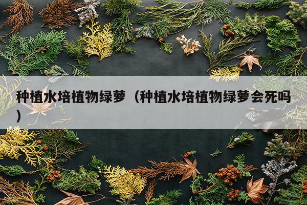 种植水培植物绿萝（种植水培植物绿萝会死吗）