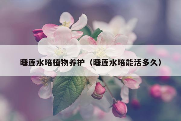 睡莲水培植物养护（睡莲水培能活多久）