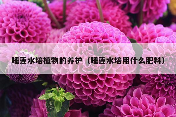 睡莲水培植物的养护（睡莲水培用什么肥料）