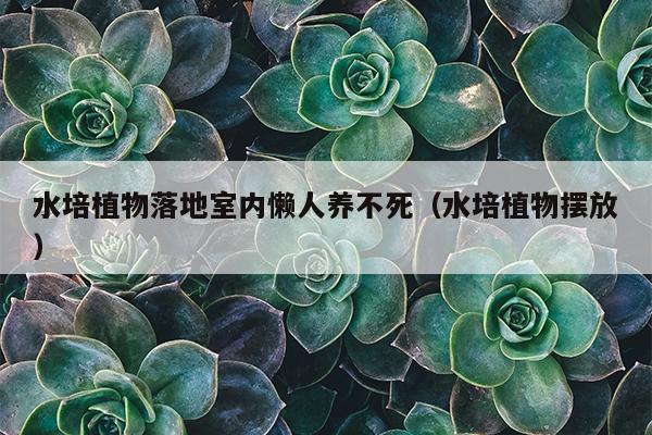 水培植物落地室内懒人养不死（水培植物摆放）