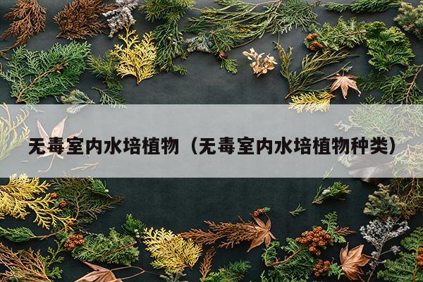 无毒室内水培植物（无毒室内水培植物种类）