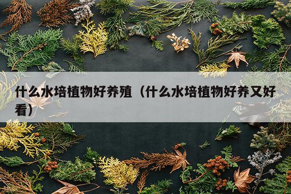 什么水培植物好养殖（什么水培植物好养又好看）