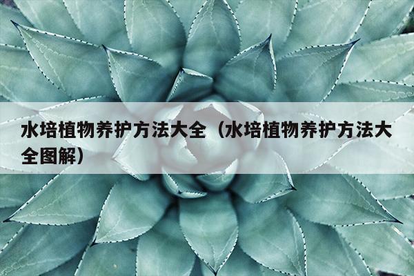 水培植物养护方法大全（水培植物养护方法大全图解）