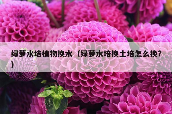 绿萝水培植物换水（绿萝水培换土培怎么换?）