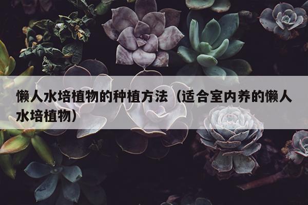 懒人水培植物的种植方法（适合室内养的懒人水培植物）