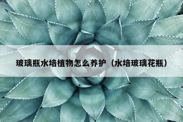 玻璃瓶水培植物怎么养护（水培玻璃花瓶）