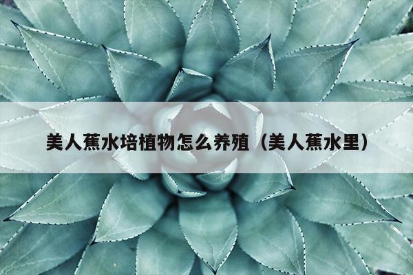 美人蕉水培植物怎么养殖（美人蕉水里）