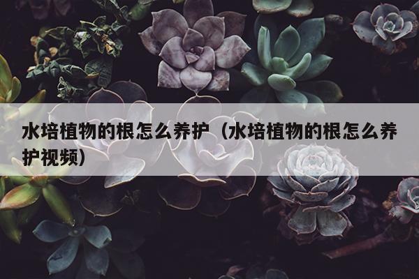 水培植物的根怎么养护（水培植物的根怎么养护视频）