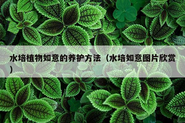 水培植物如意的养护方法（水培如意图片欣赏）