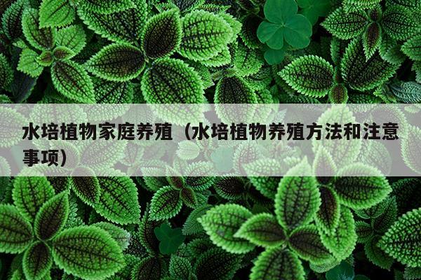 水培植物家庭养殖（水培植物养殖方法和注意事项）