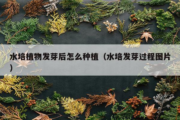 水培植物发芽后怎么种植（水培发芽过程图片）