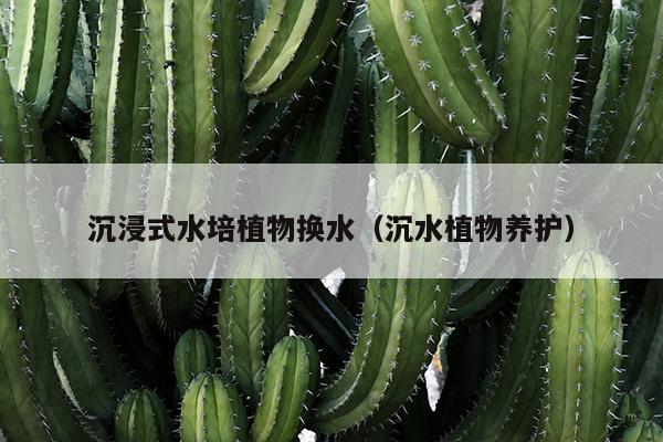 沉浸式水培植物换水（沉水植物养护）