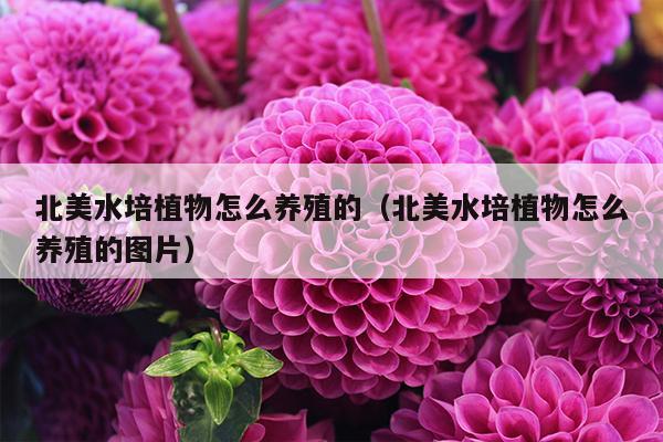 北美水培植物怎么养殖的（北美水培植物怎么养殖的图片）