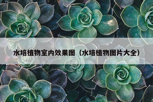 水培植物室内效果图（水培植物图片大全）