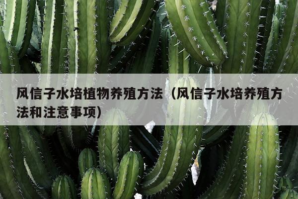 风信子水培植物养殖方法（风信子水培养殖方法和注意事项）