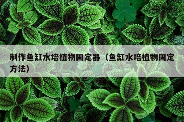 制作鱼缸水培植物固定器（鱼缸水培植物固定方法）