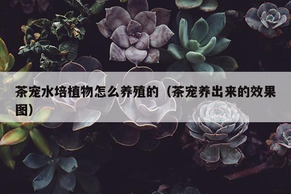 茶宠水培植物怎么养殖的（茶宠养出来的效果图）