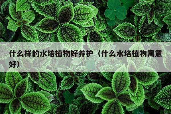 什么样的水培植物好养护（什么水培植物寓意好）