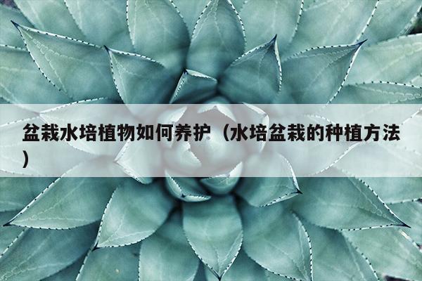 盆栽水培植物如何养护（水培盆栽的种植方法）