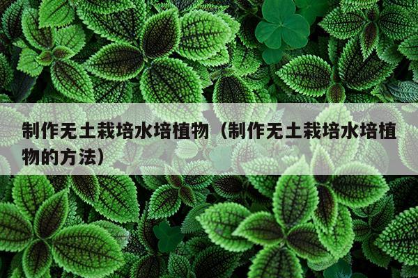 制作无土栽培水培植物（制作无土栽培水培植物的方法）