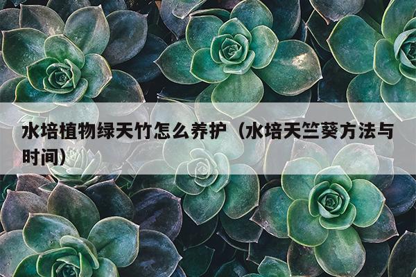 水培植物绿天竹怎么养护（水培天竺葵方法与时间）