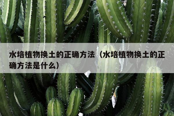 水培植物换土的正确方法（水培植物换土的正确方法是什么）