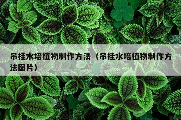 吊挂水培植物制作方法（吊挂水培植物制作方法图片）