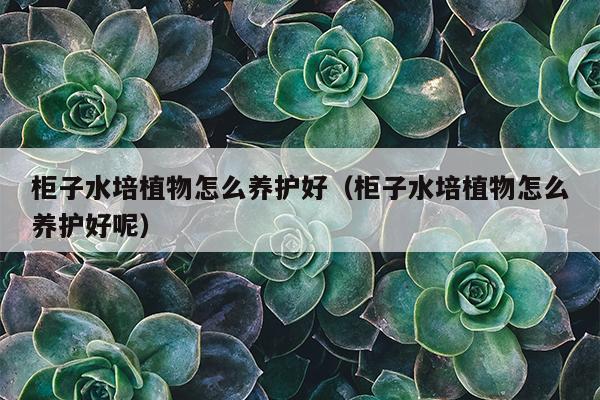 柜子水培植物怎么养护好（柜子水培植物怎么养护好呢）