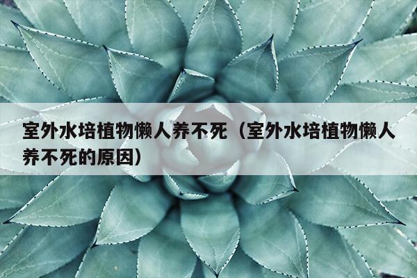 室外水培植物懒人养不死（室外水培植物懒人养不死的原因）