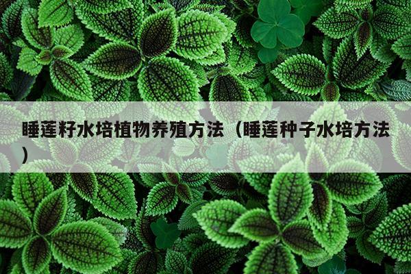 睡莲籽水培植物养殖方法（睡莲种子水培方法）