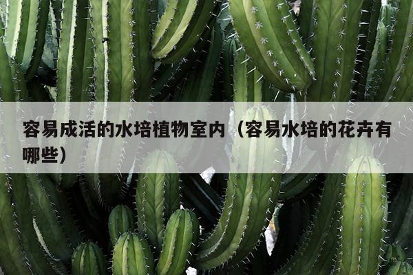 容易成活的水培植物室内（容易水培的花卉有哪些）