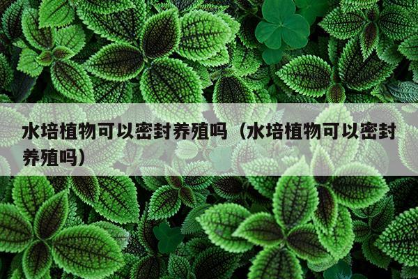 水培植物可以密封养殖吗（水培植物可以密封养殖吗）