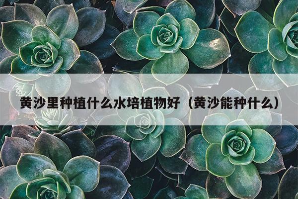 黄沙里种植什么水培植物好（黄沙能种什么）