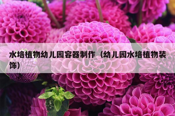 水培植物幼儿园容器制作（幼儿园水培植物装饰）