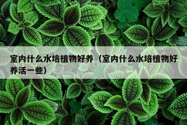 室内什么水培植物好养（室内什么水培植物好养活一些）