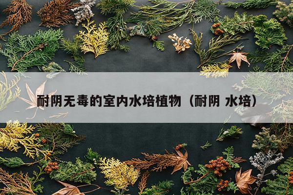 耐阴无毒的室内水培植物（耐阴 水培）