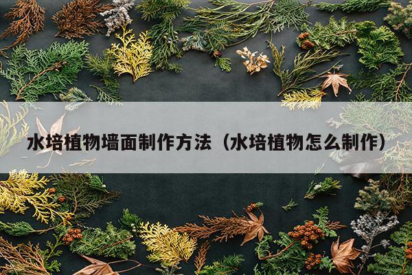 水培植物墙面制作方法（水培植物怎么制作）