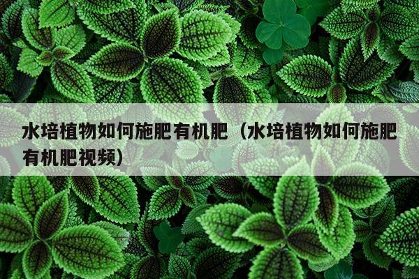 水培植物如何施肥有机肥（水培植物如何施肥有机肥视频）