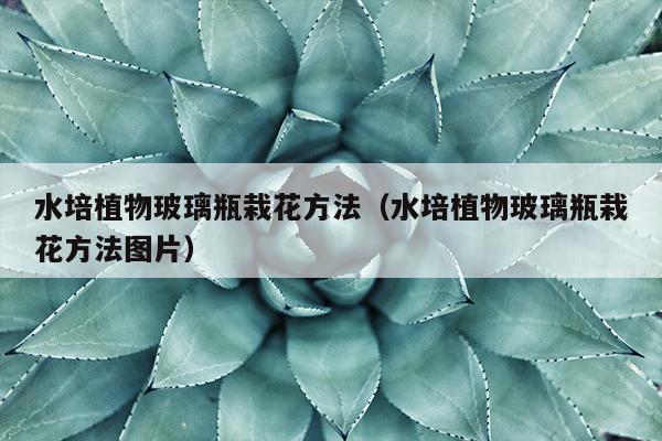 水培植物玻璃瓶栽花方法（水培植物玻璃瓶栽花方法图片）