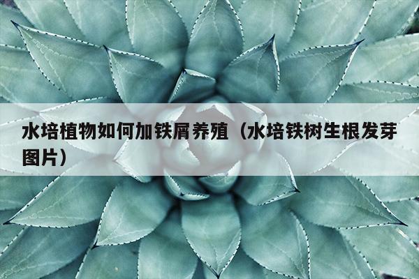 水培植物如何加铁屑养殖（水培铁树生根发芽图片）