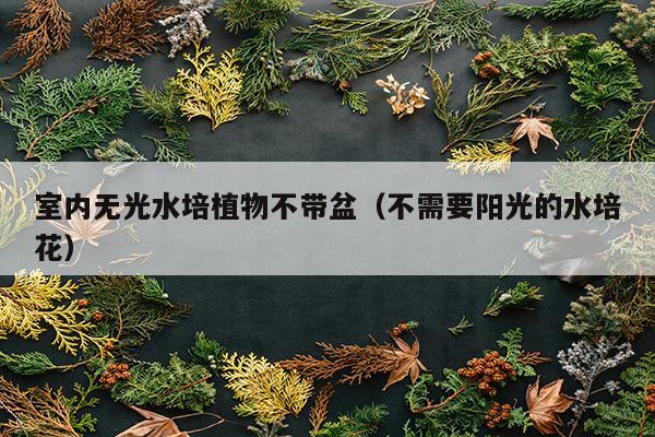 室内无光水培植物不带盆（不需要阳光的水培花）