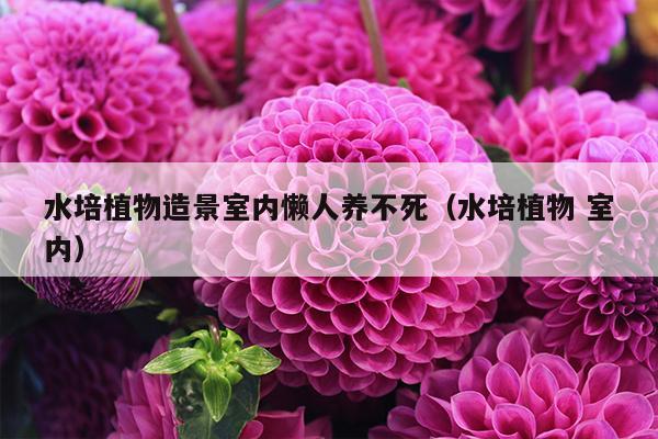 水培植物造景室内懒人养不死（水培植物 室内）