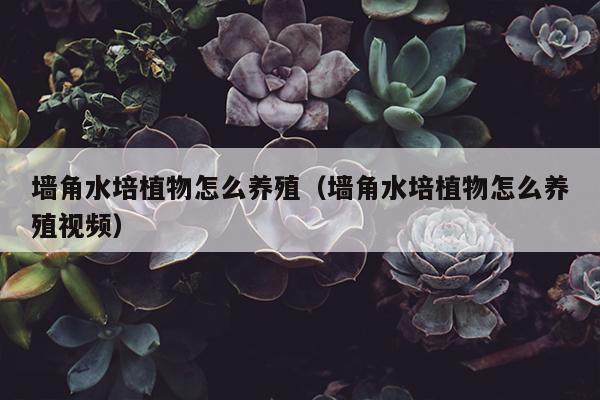 墙角水培植物怎么养殖（墙角水培植物怎么养殖视频）