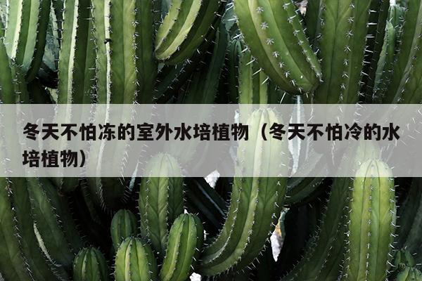 冬天不怕冻的室外水培植物（冬天不怕冷的水培植物）