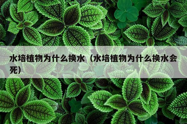 水培植物为什么换水（水培植物为什么换水会死）